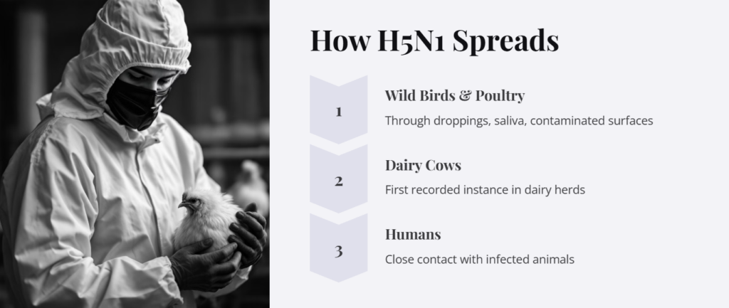 Bird Flu, Current Situation, Risks, and Prevention - 3 How Bird Flu H5N1 Spreads