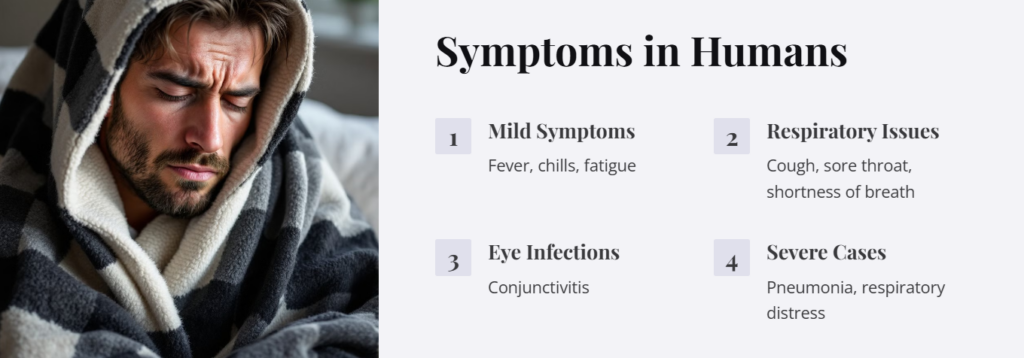 Bird Flu, Current Situation, Risks, and Prevention - 5 Bird Flu Symptoms in Humans